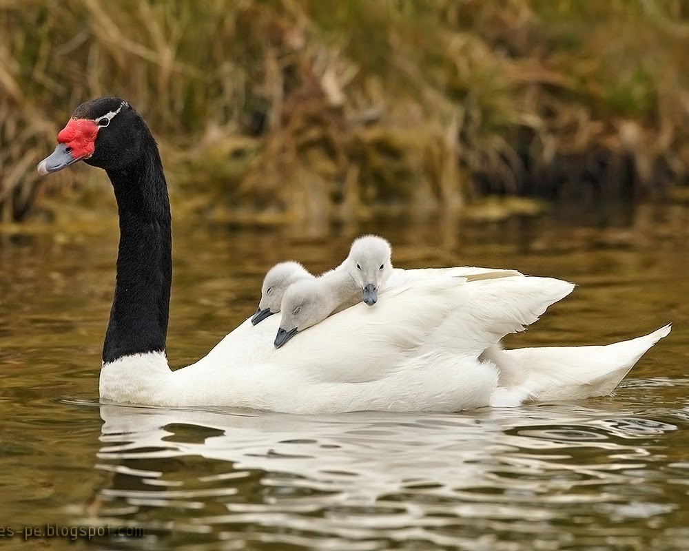 Cisne Cuello Negro