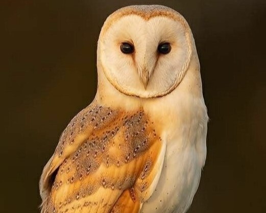 Lechuza de campanario