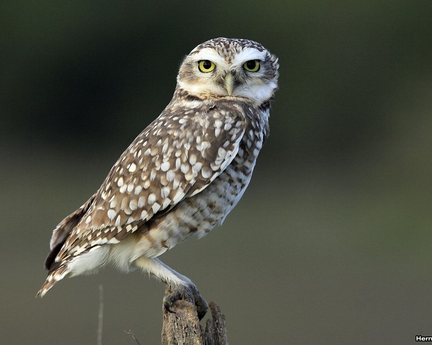 Lechuza de las vizcacheras