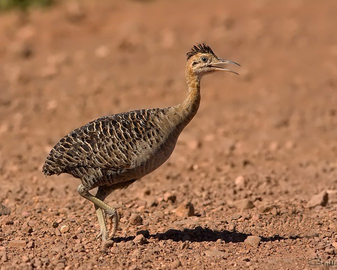 Perdiz-colorada en alerta
