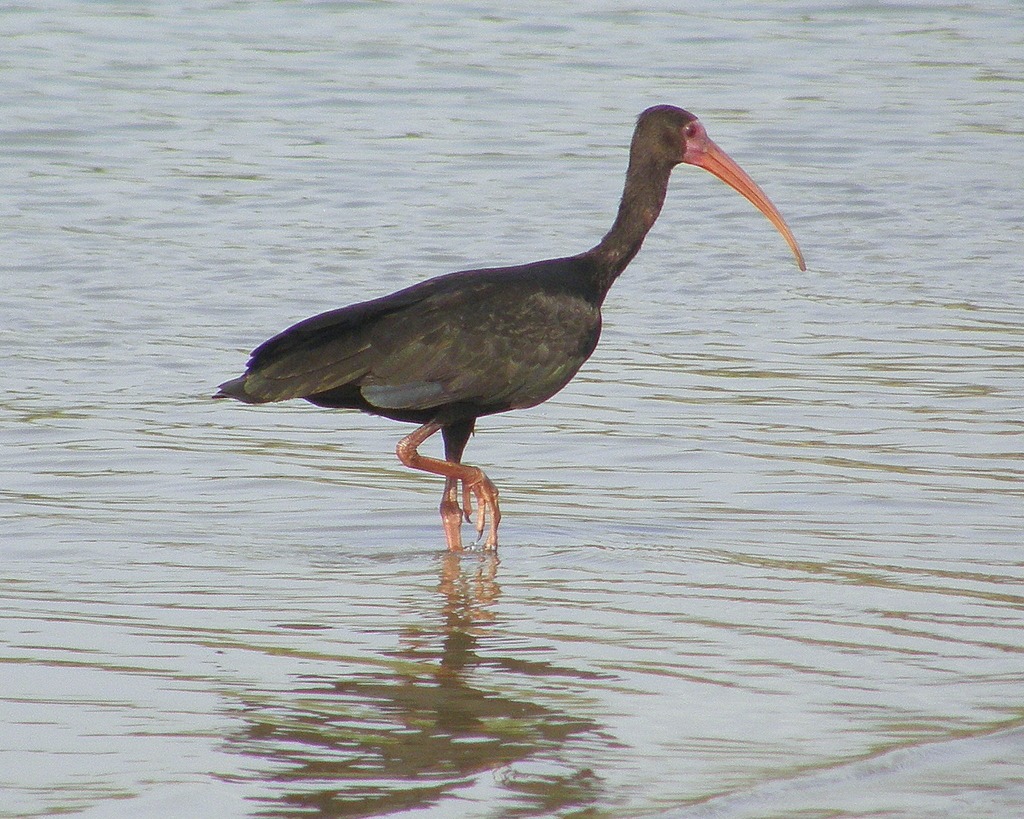 Cuervillo cara pelada