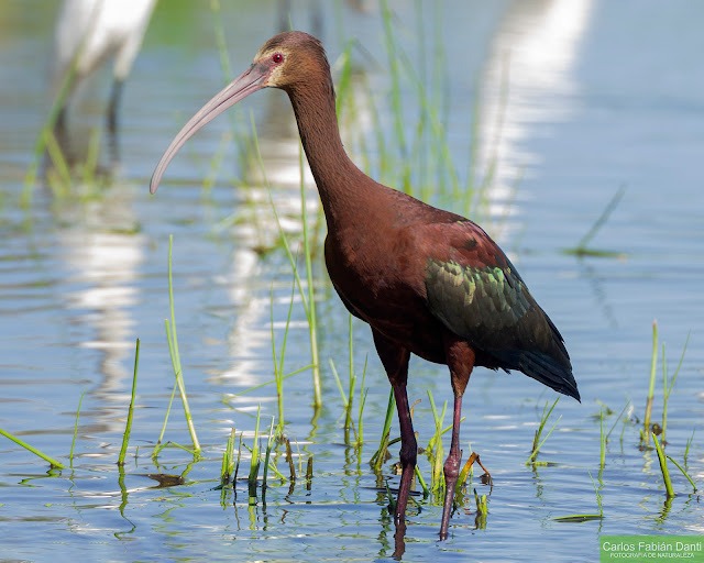  Cuervillo de Cañada