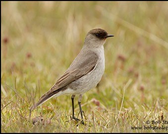 Dormilona cara negra