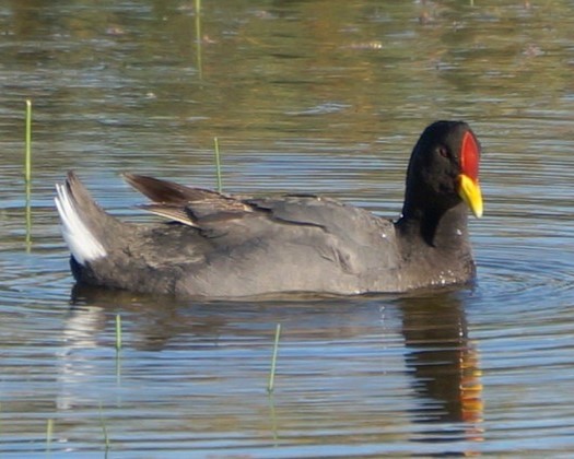  Gallareta Escudete Rojo