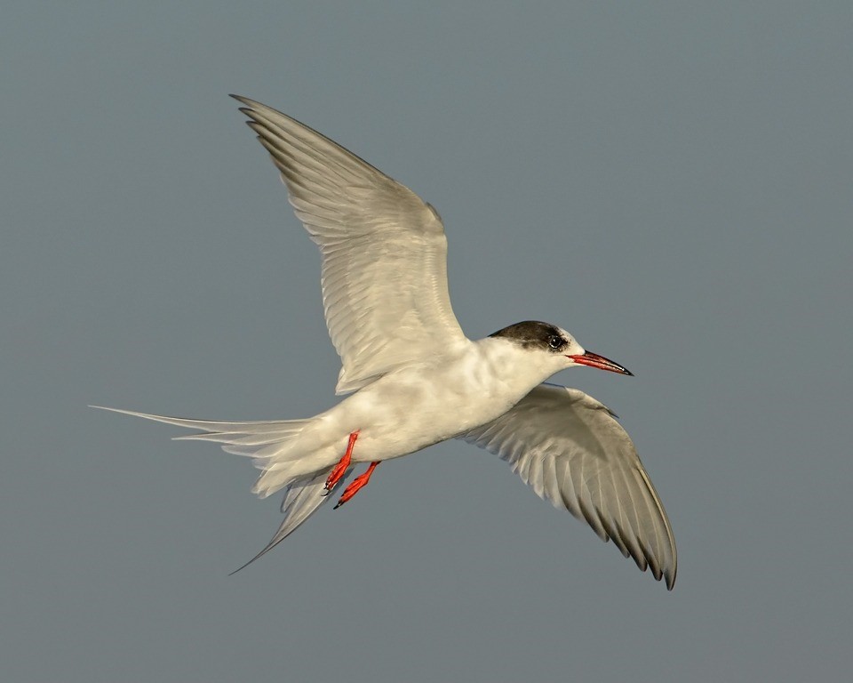 Gaviotin Sudamericano