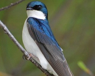 Golondrina Barranquera 