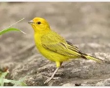 Jilguero Dorado 