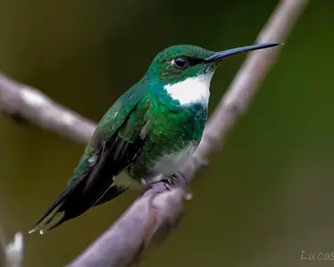 picaflor garganta blanca