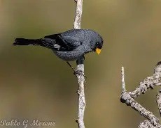 Piquito de oro comun  