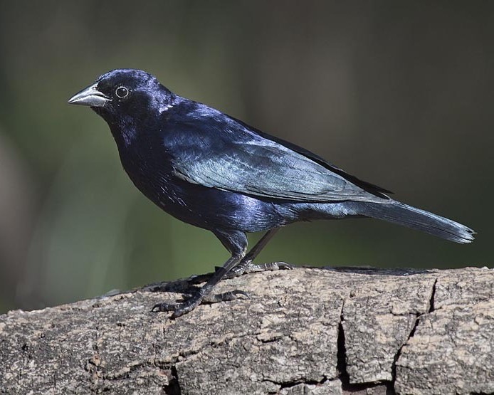 Tordo renegrido o Mirlo