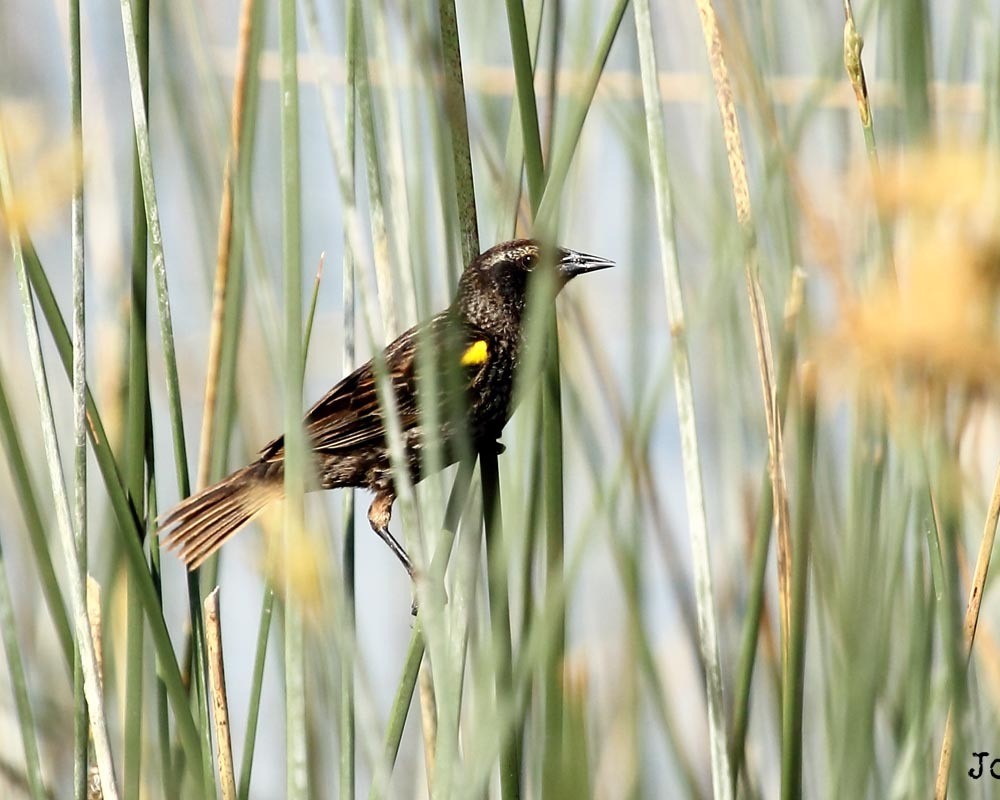 Varillero ala amarilla