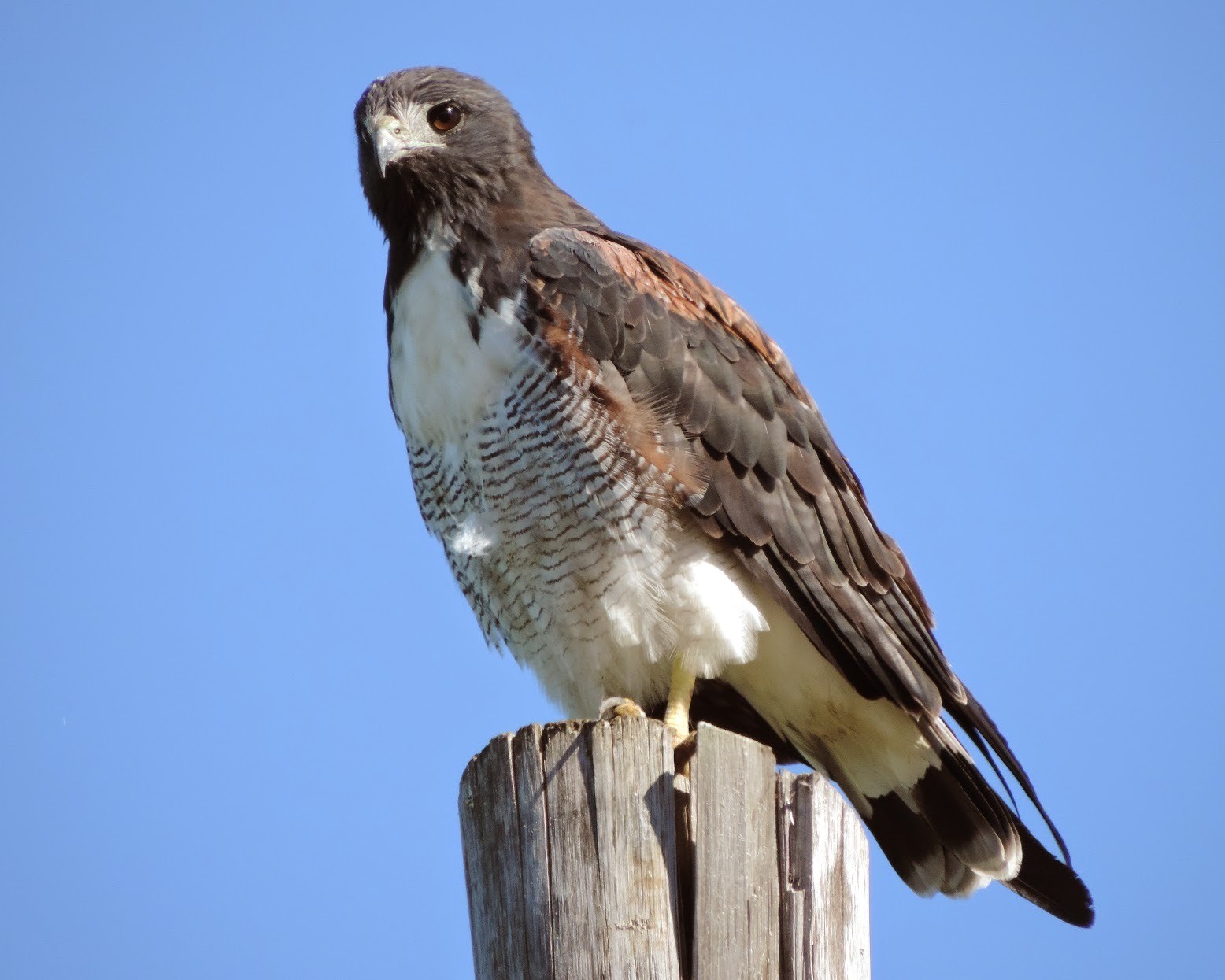 Aguilucho-alas-largas