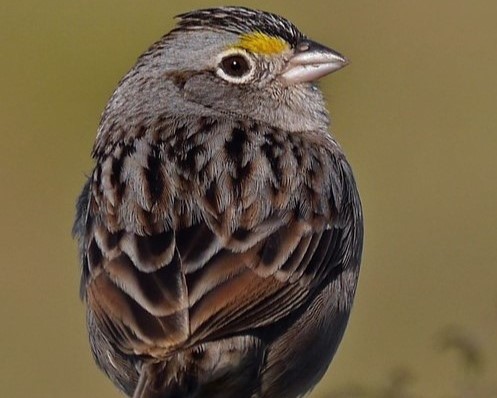 Cachilo Ceja Amarilla